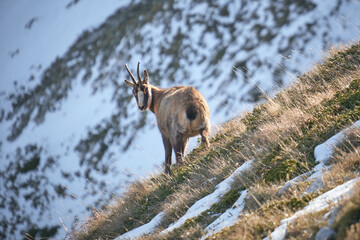 Naklejka premium Autunno al Gran Sasso - campo imperatore