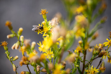 Miel, abeja, polinizar, colmena, néctar, polen, flores