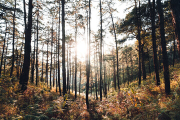 In the forest, trees with warm light in the evening.