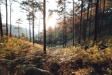 In the forest, trees with warm light in the evening.