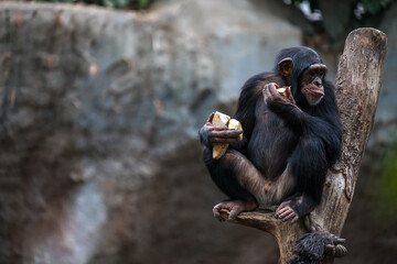 Old chimpanzee sitting on a tree while eating food - obrazy, fototapety, plakaty