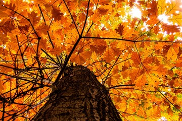 Herbstlaub Eiche im Herbst am Baumstamm Hintergrund