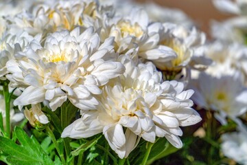 Obraz premium lovely flowers in the garden