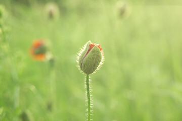 Red poppy bud growing in summer green field, soft selective focus