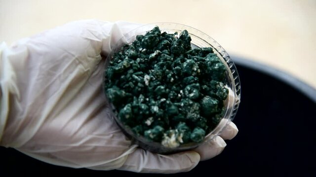 Closeup to Trichoderma harzianum in the hand. Use for protect plant from Fungi