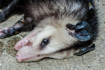 Virginia Opossum (Didelphis virginiana) pretended to be dead, Los Angeles, California, USA
