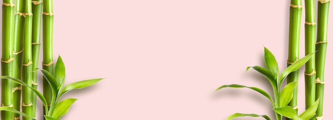 Flat background. Green bamboo branches on pink background space for text © Karneg
