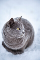 cat in the snow in the winter