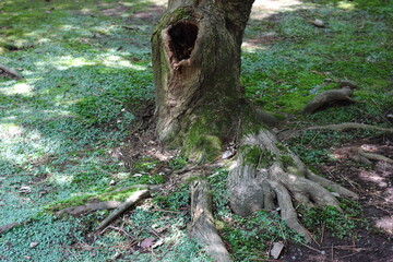 Obraz premium 日本の埼玉県、初夏の平林寺の美しい自然の風景