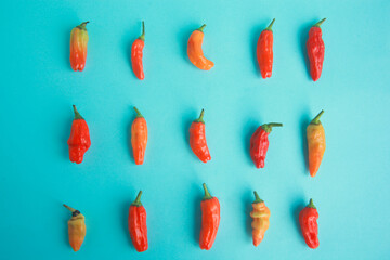 Vibrant colorful chili on blue background, lay flat from above