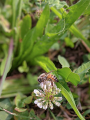 Bee on white clover flower