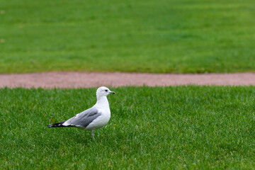 Photo of the common gull (Larus canus) or sea mew. Bird is on the lawn of Mars field in Saint Petersburg ot the autumn cloudy and rainy day
