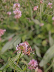 Bee on Trifolium repens flower
