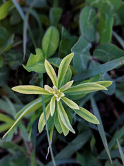 Tiny wild plant with shades of green color
