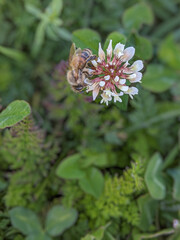 View from above of a bee on clover flower