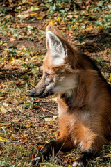 Maned Wolf (Chrysocyon brachyurus)