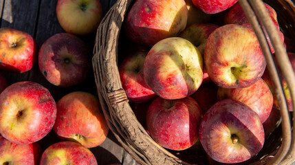 Basket of fresh apples on the wooden table in garden