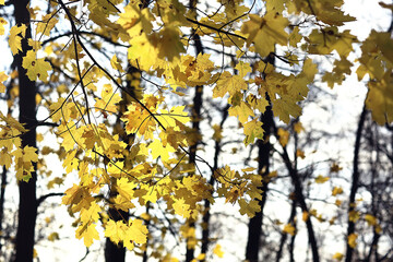 multicolored leaves branches background, abstract blurred wallpaper view