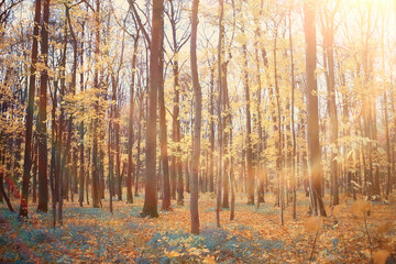 autumn season landscape in park, view of yellow trees alley background