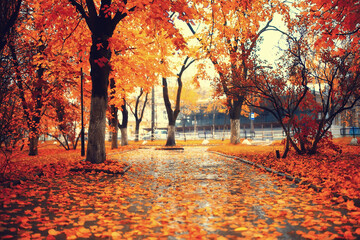 autumn season landscape in park, view of yellow trees alley background