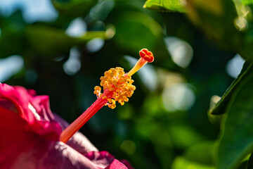 Hibiskusblüte im Detail © blende11.photo