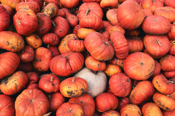 A lot of huge and mini decorative pumpkins at farm market. Thanksgiving holiday season and Halloween decor. Autumn harvers, fall natural texture orange background