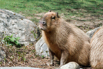 Сapybara (Hydrochoerus hydrochaeris)