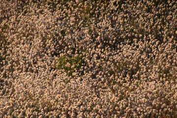 close up of texture