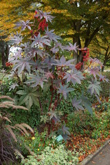 Wunderbaum
rhitinus communis