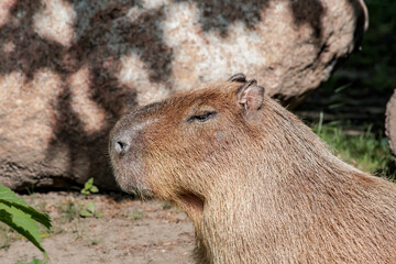 Сapybara (Hydrochoerus hydrochaeris)
