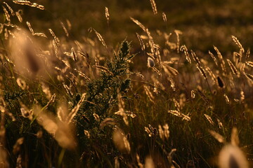 Switzerland, Chaux-de-Fond
