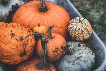 A Purpose for Every Pumpkin