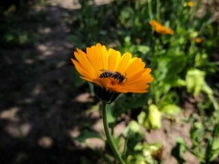 bee on flower