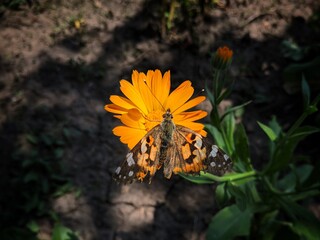 butterfly on flower