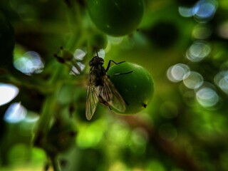 fly on leaf