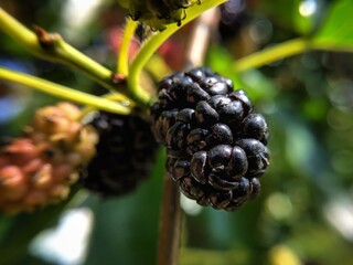 blackberries on the bush