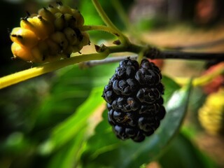 blackberry on the bush
