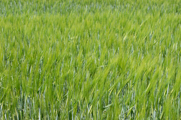 Green endless wheat field, natural background, rural landscape