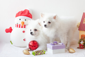 Fototapeta na wymiar Two white Pomeranian puppies sit surrounded by Christmas toys, next to a snowman. The concept of the New year and Christmas
