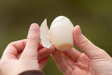 Foto auf Leinwand ゆで卵を剥く © rai