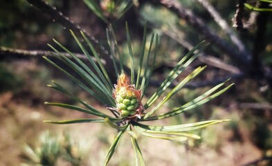 close up of pine cone