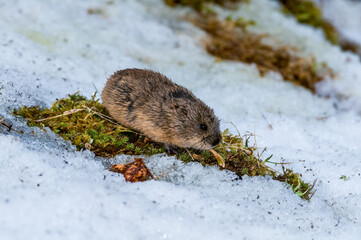 North American Brown Lemming (Lemmus trimucronatus) St. George Island, Alaska, USA