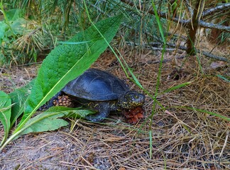 turtle in the grass
