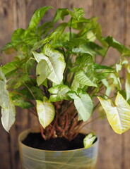 Floral plant background Original green light leaves of houseplant Syngonium podophyllum.