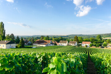 Row vine grape in champagne vineyards at montagne de reims countryside village background, Reims,...