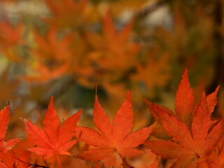 もみじの紅葉