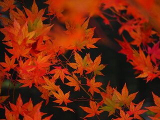 秋はもみじの紅葉が美しい