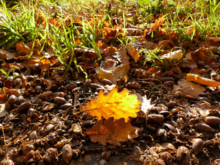 autumnal colored oak leaf in backlit