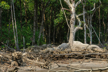 マングローブ群生地の中にスオウの木
