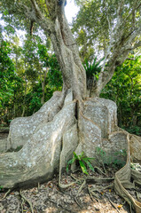 巨大なサキシマスオウノキ